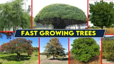 Fast Growing Trees