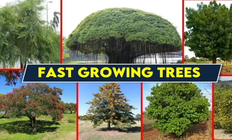 Fast Growing Trees