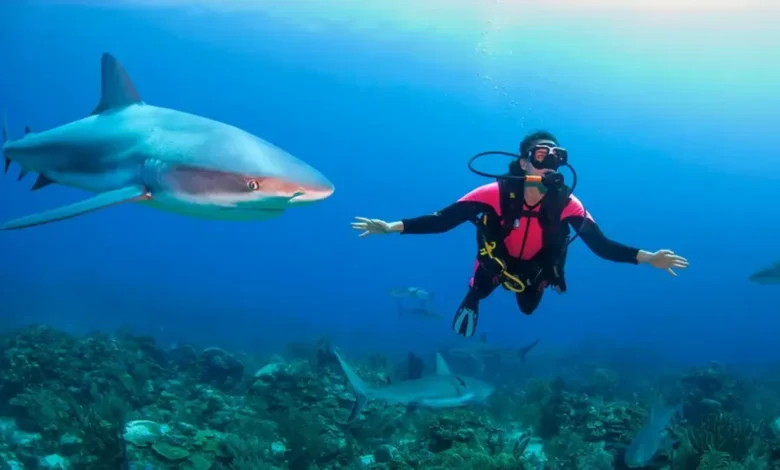 Belize Shark Attacks