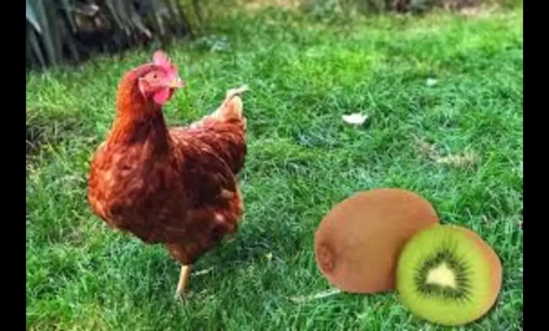 Can Chickens Eat Kiwi